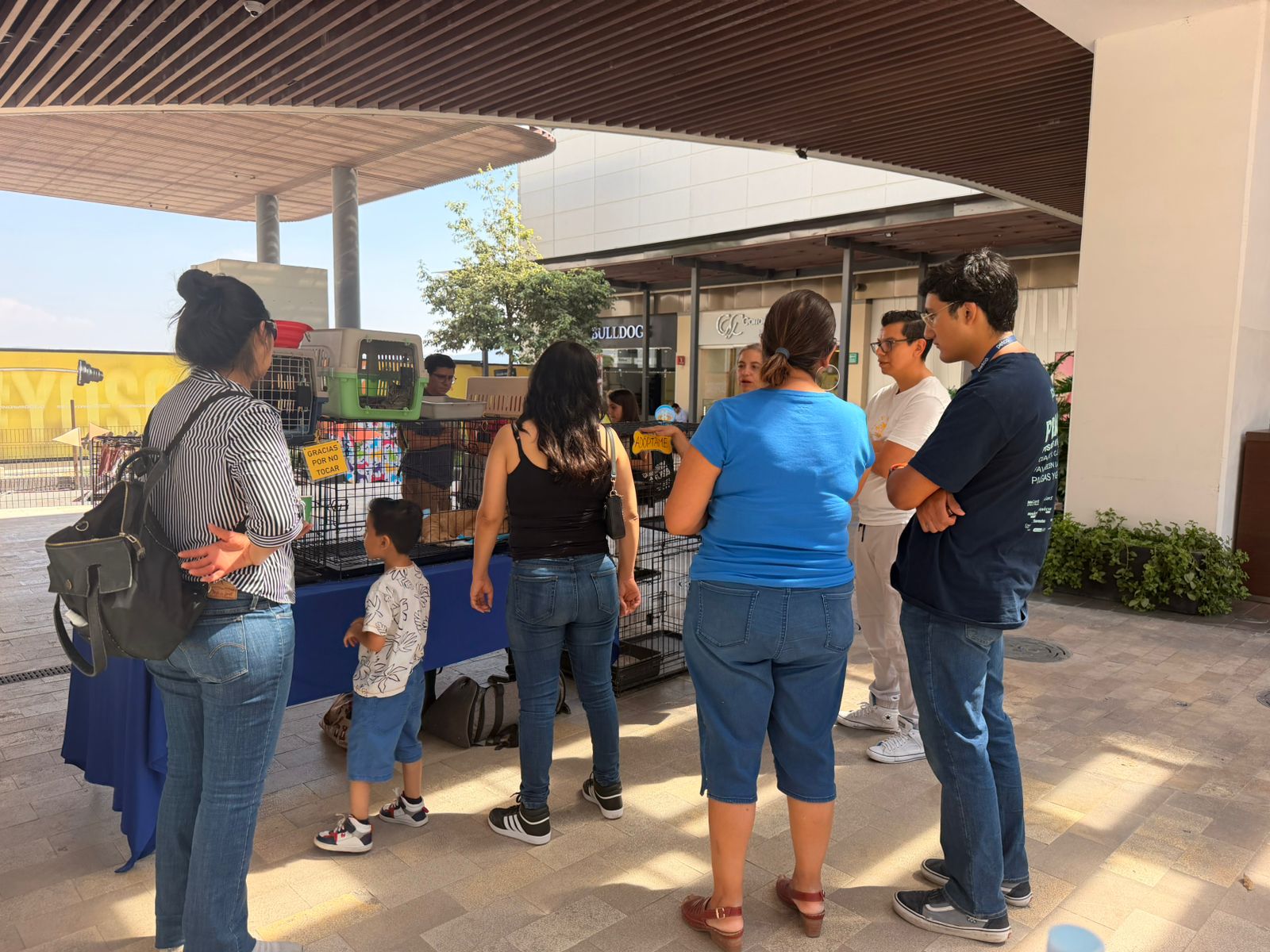 Imagen de Fortalece Municipio de Querétaro acciones de bienestar animal en las siete delegaciones 8