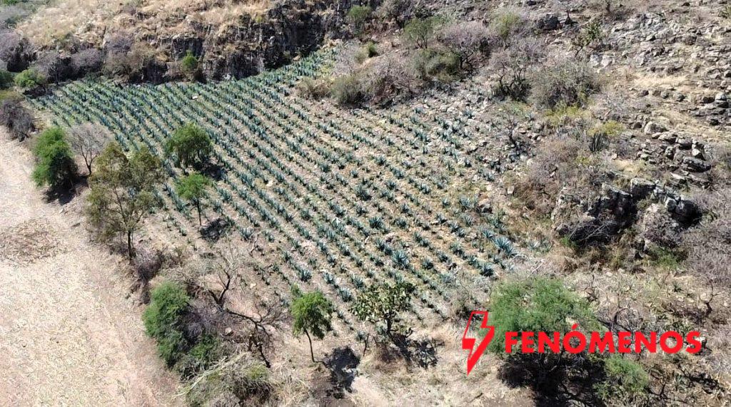 En Guanajuato está prohibido el desmonte para siembra de agave dentro de las ANPs