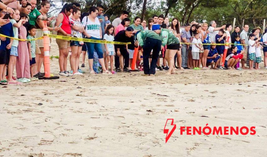 Viven familias la primera liberación pública de tortuga lora en La Pesca