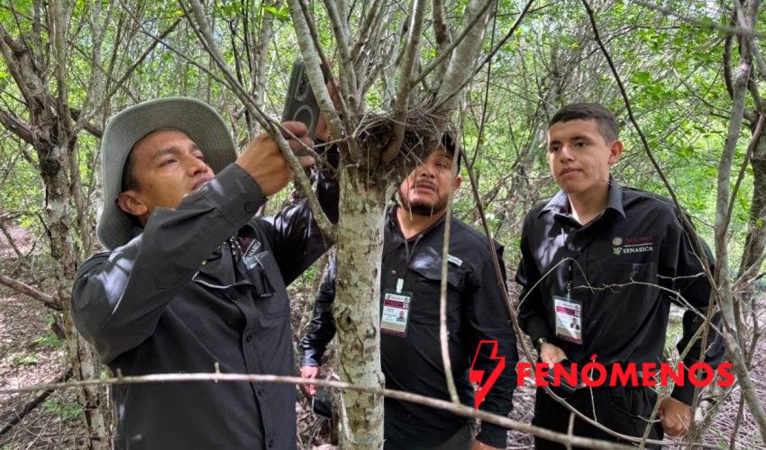 Refuerza Tamaulipas la vigilancia para proteger a la paloma ala blanca