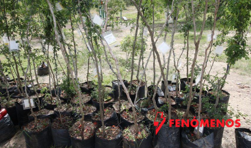 Fortalece SEDUMA reforestación urbana en Parques del Bienestar