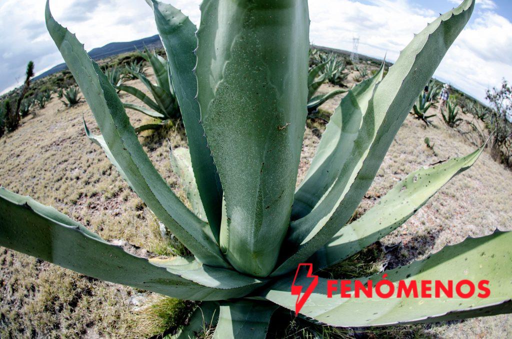 Guanajuato fortalece su liderazgo como referente nacional en la producción de agave tequilero