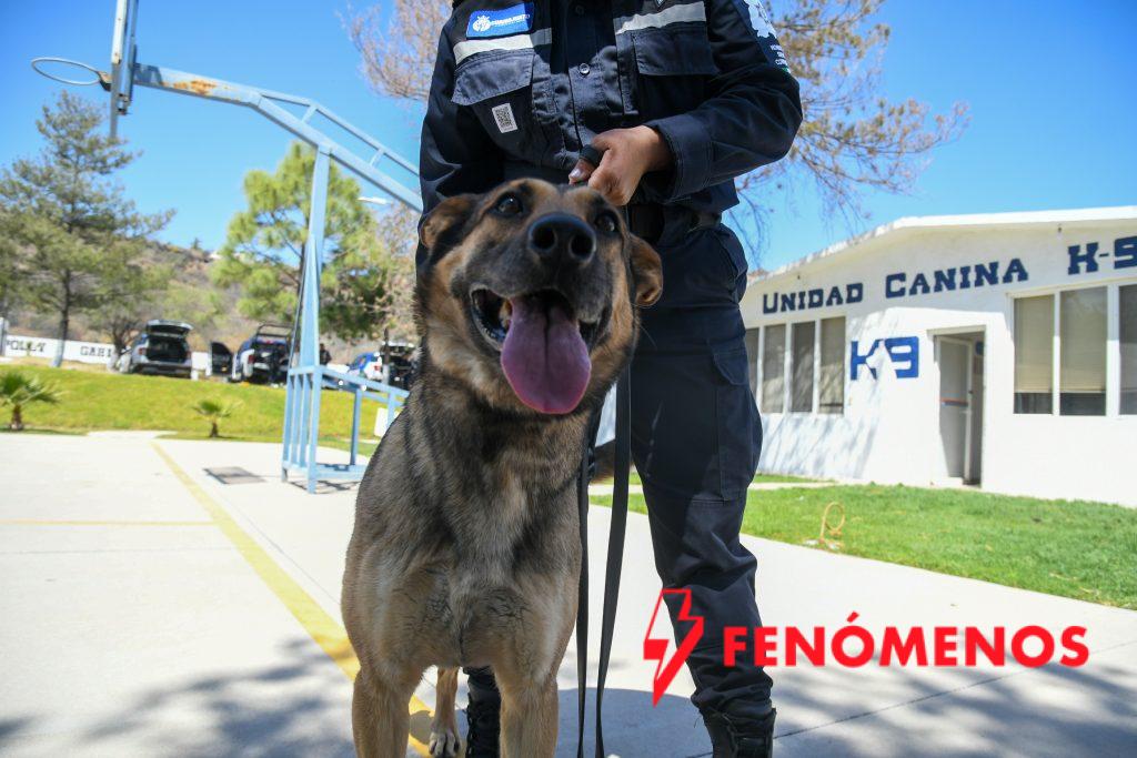 En el Día Mundial del Perro, Guanajuato reconoce a quienes también protegen vidas