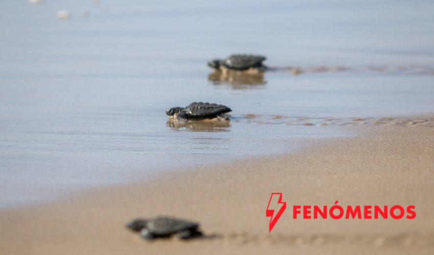 Consolida Tamaulipas liderazgo en la protección de la tortuga lora