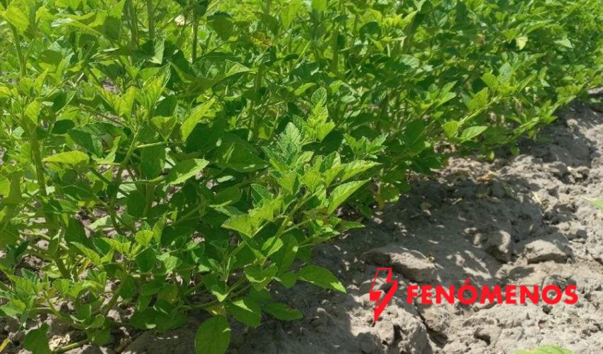 Supervisan avance del cultivo de frijol guar en el norte de Tamaulipas