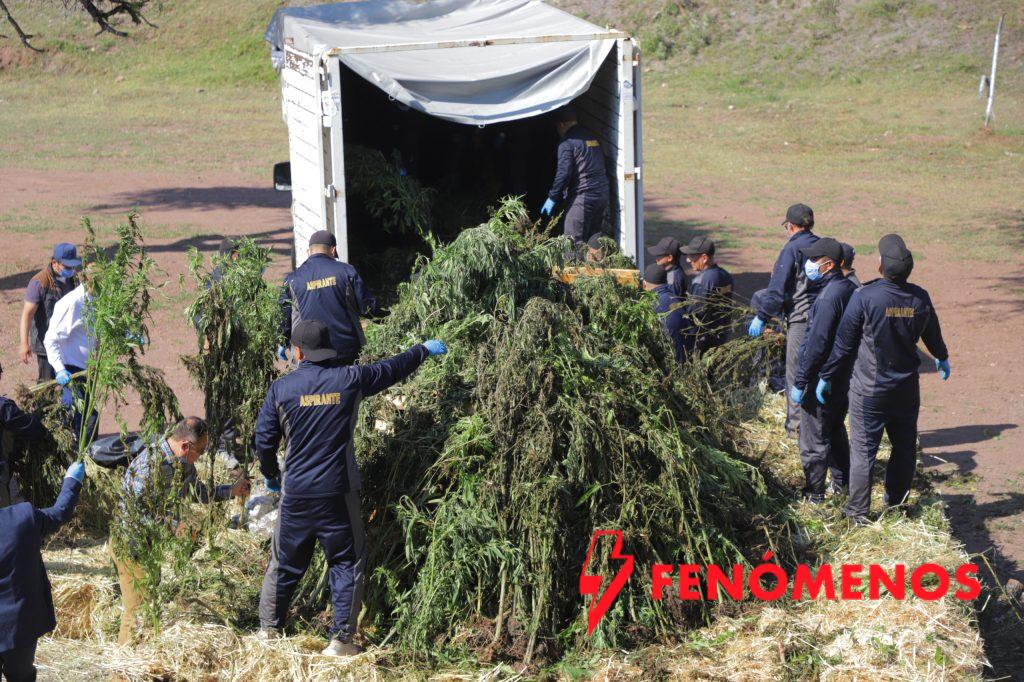 DESTRUYE  FISCALÍA DE GUANAJUATO MÁS DE 2 TONELADAS DE CANNABIS ASEGURADAS EN UN INVERNADERO CLANDESTINO EN ROMITA 