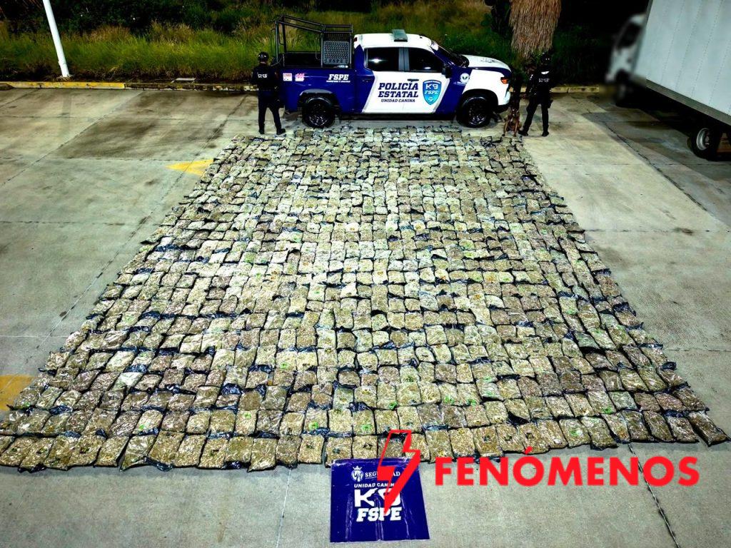 Detecta oficial canino de las FSPE más de media tonelada de presunta marihuana en paquetería de León