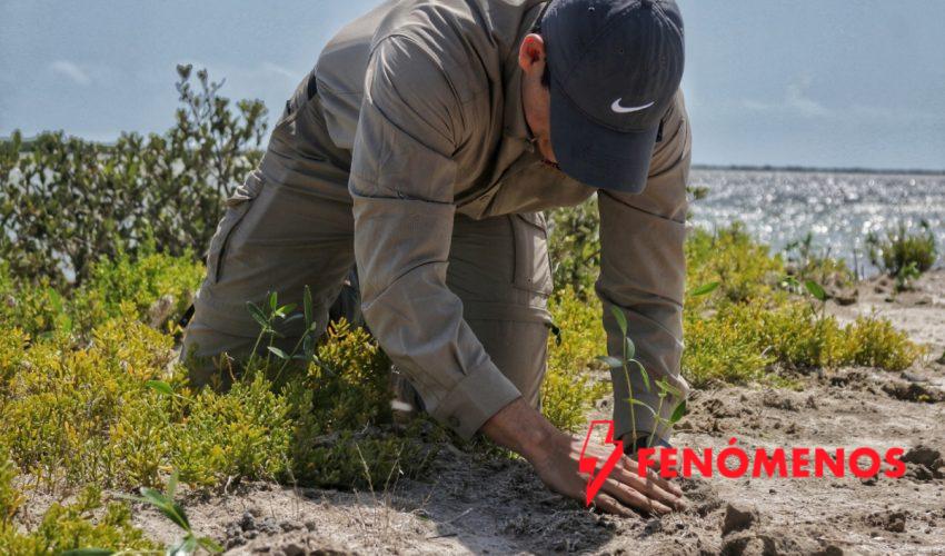 Contribuye SEDUMA a estrategia de reforestación con más de 134 mil manglares y árboles nativos
