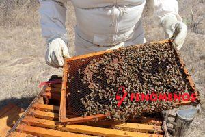 Municipio de Querétaro fortalece la protección de polinizadores con un programa pionero