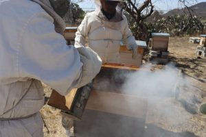 Imagen de Municipio de Querétaro fortalece la protección de polinizadores con un programa pionero 14