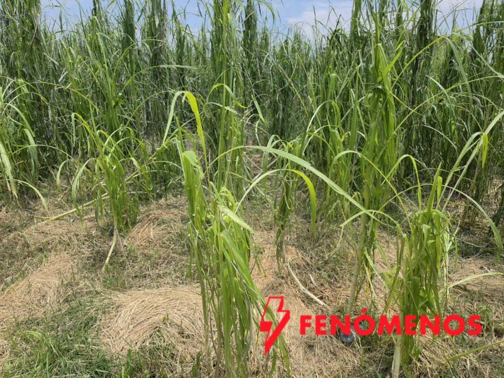 Gobierno de la Gente atiende de manera inmediata afectaciones por lluvias en Pénjamo para proteger a las y los productores del campo