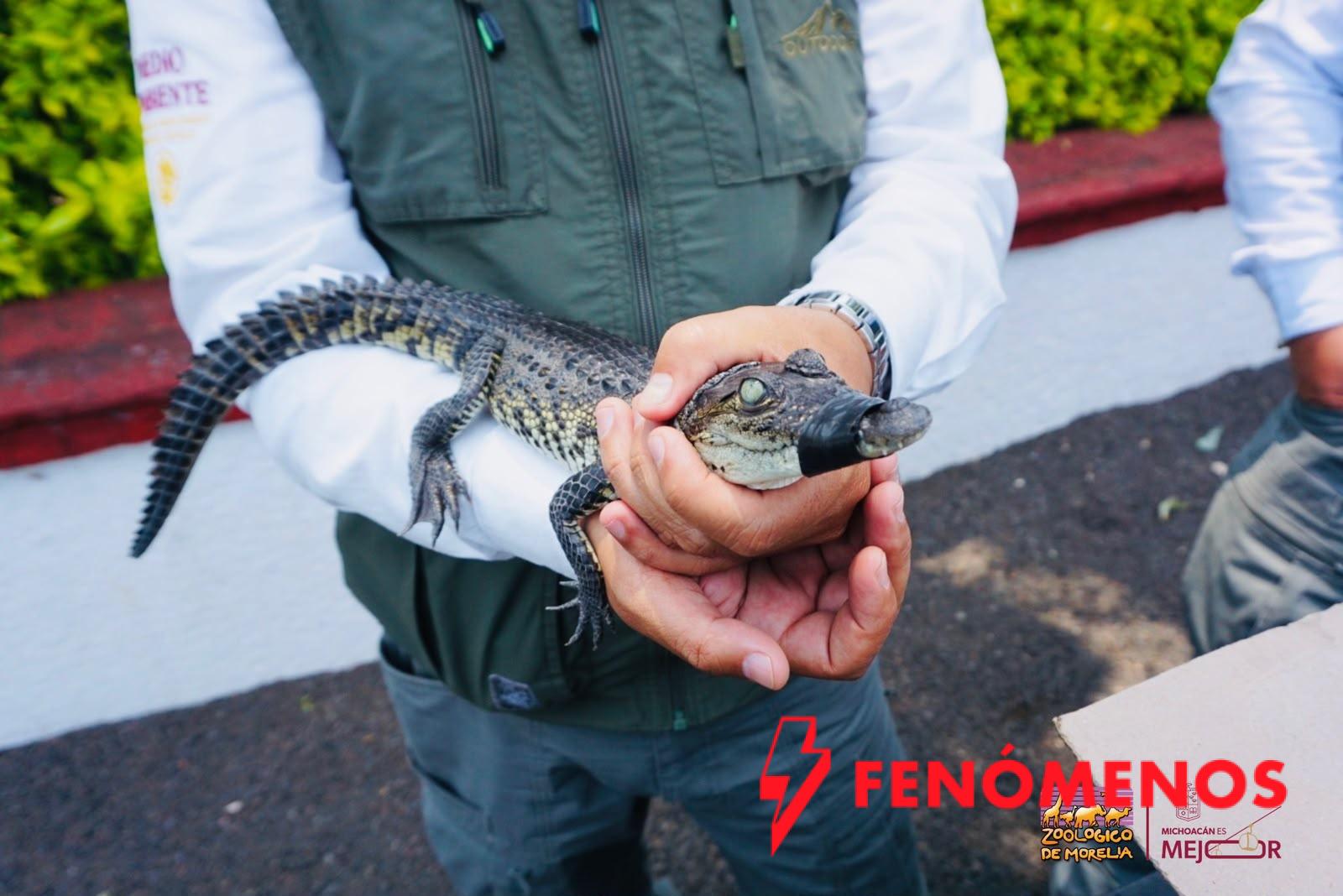 Recibe Zoológico de Morelia crías de cocodrilo de pantano y boa constrictora