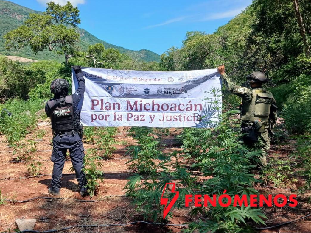 SSP y Defensa localizan e incineran 861 kilos de marihuana en Huetamo