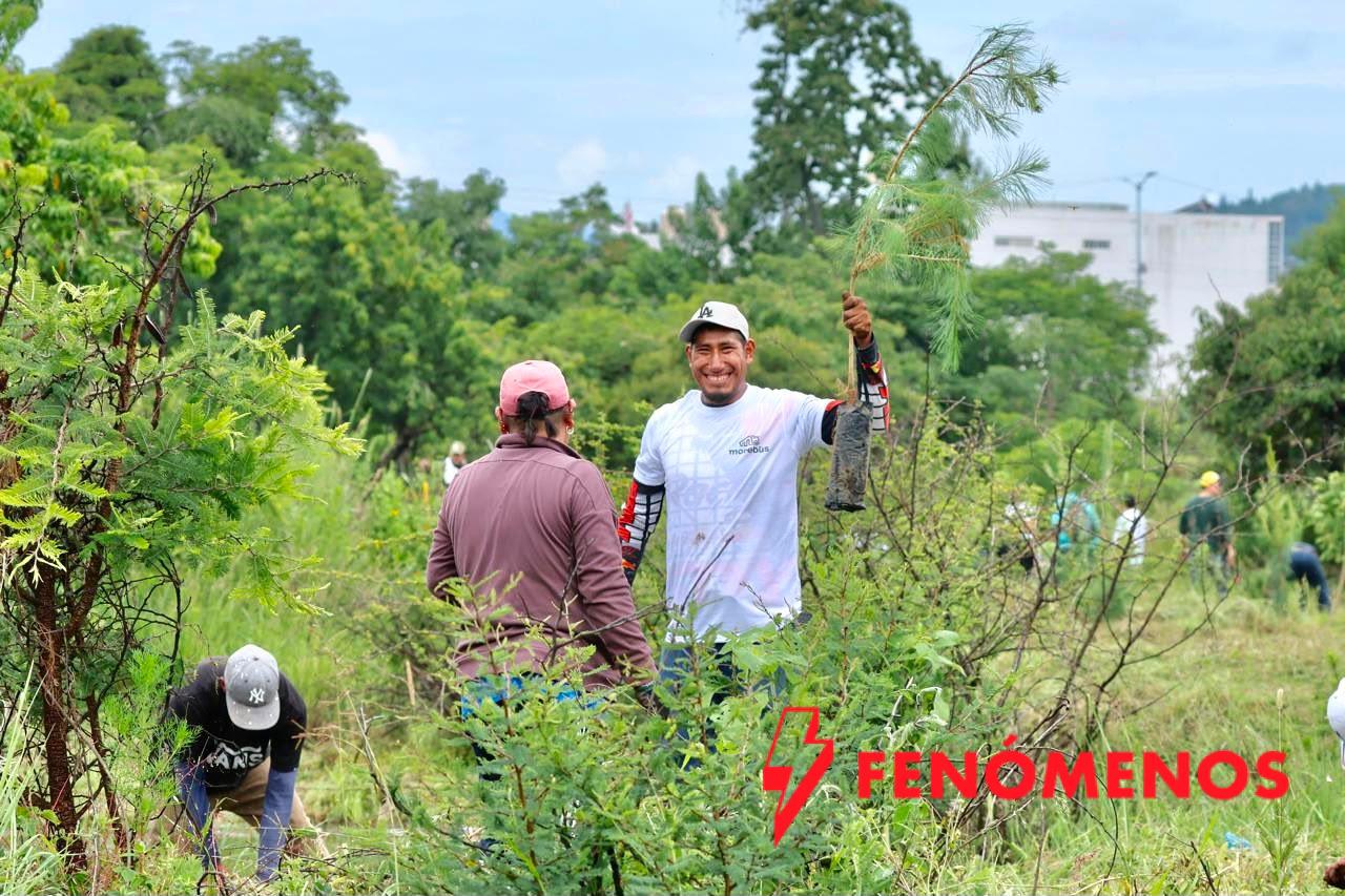 Pinos, fresnos y plantas para polinizadores serán los ejemplares que se reforestarán en Morelia