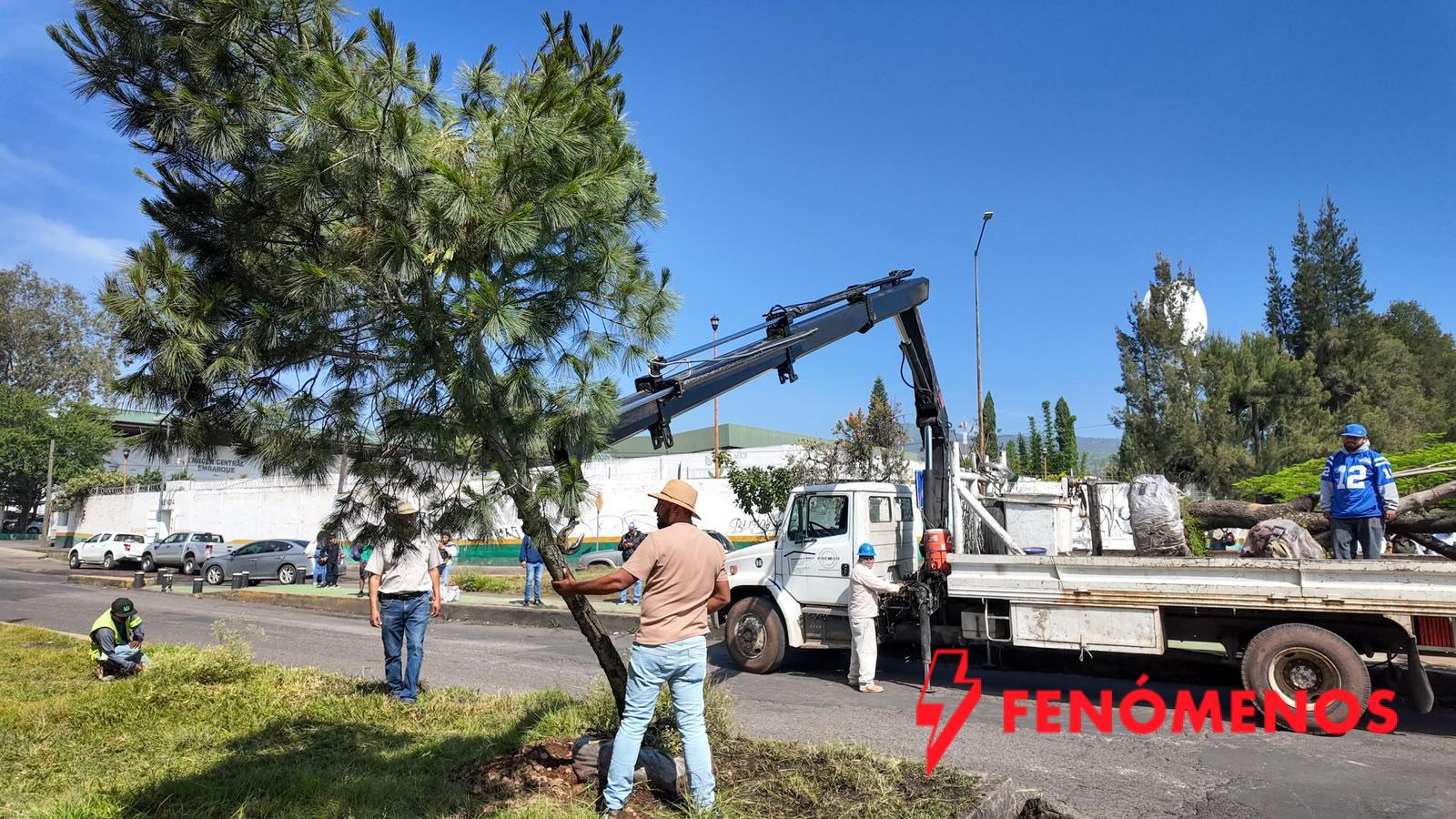 Se suman 28 árboles trasplantados a las acciones ambientales del Morebús