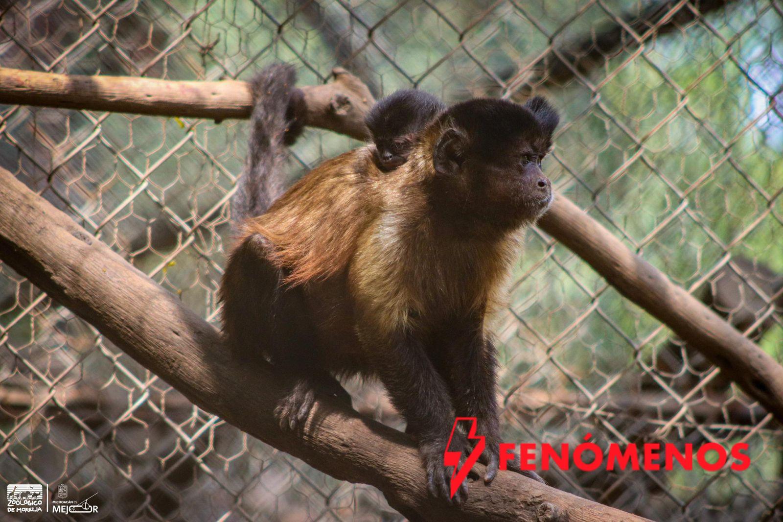 Celebra Zoológico de Morelia el nacimiento de una tierna cría de mono capuchino