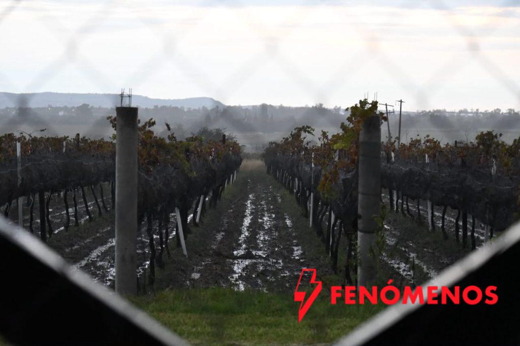 Guanajuato llega a la mitad de sus Vendimias 2026; aún quedan ocho experiencias para celebrar el vino