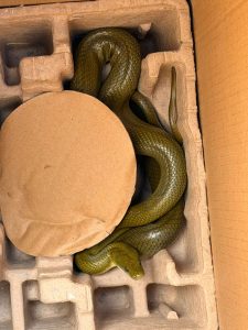 Imagen de Fortalece Secretaría de Bienestar Animal acciones en favor de los animales de compañía 10