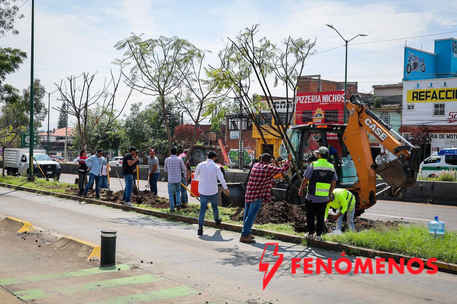 Con la replantación de 4 jacarandas, avanza plan ambiental del Morebús