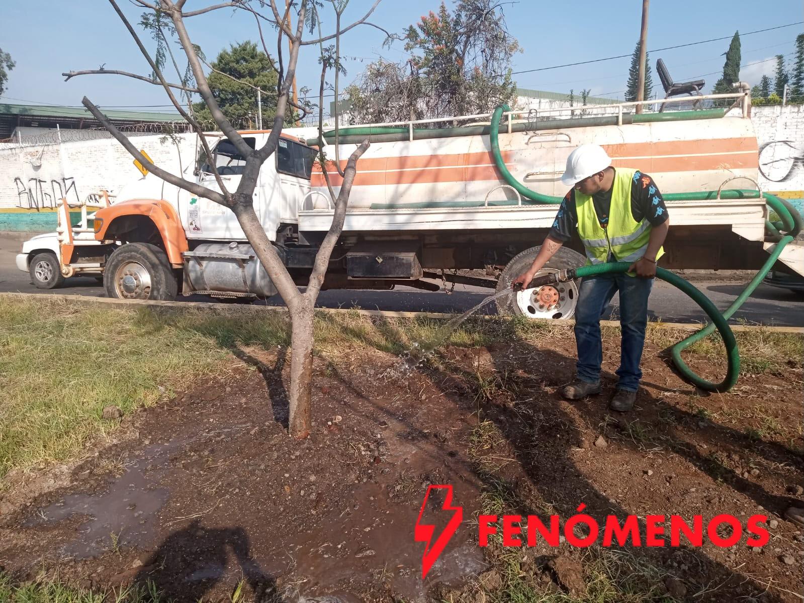 Secma cuida la supervivencia del arbolado replantado en las obras del Morebús