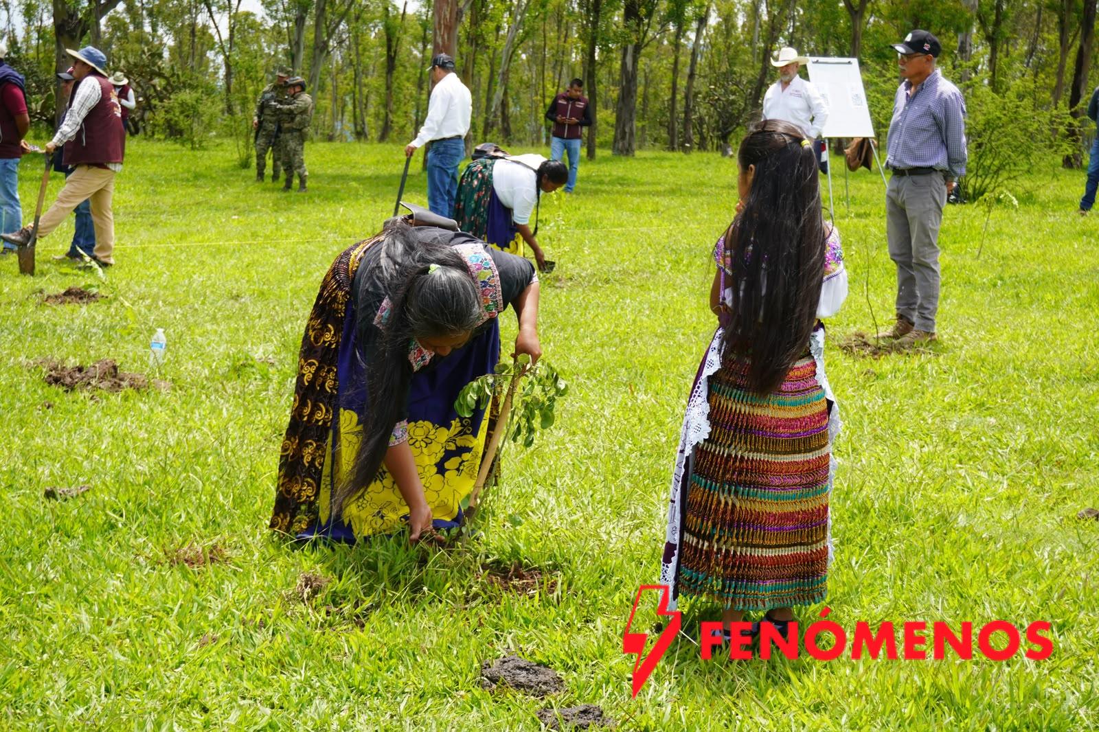 Crece 120% la reforestación en Áreas de Conservación de Michoacán; van 55 mil plantas