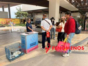 Invita Municipio de Querétaro a jornada de adopción de gatos en Plaza Paseo Querétaro
