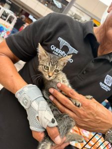 Imagen de Invita Municipio de Querétaro a jornada de adopción de gatos en Plaza Paseo Querétaro 17