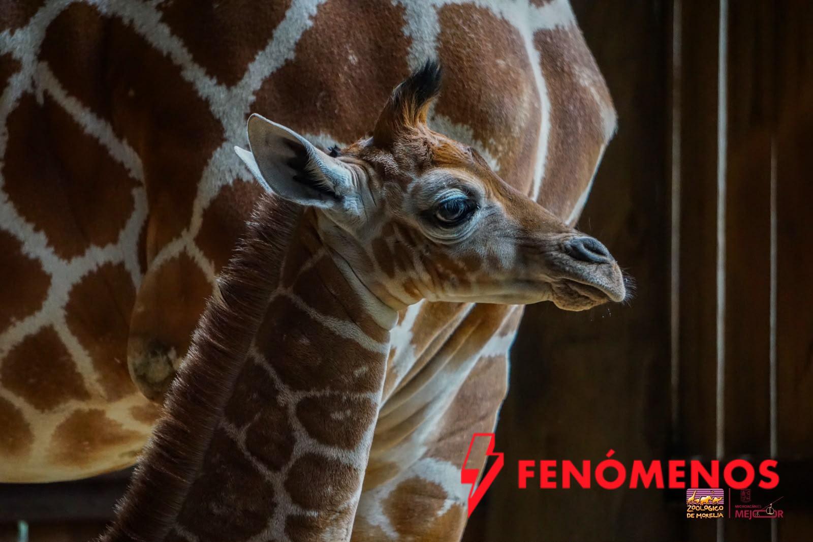 Nace una nueva jirafita en el Zoológico de Morelia