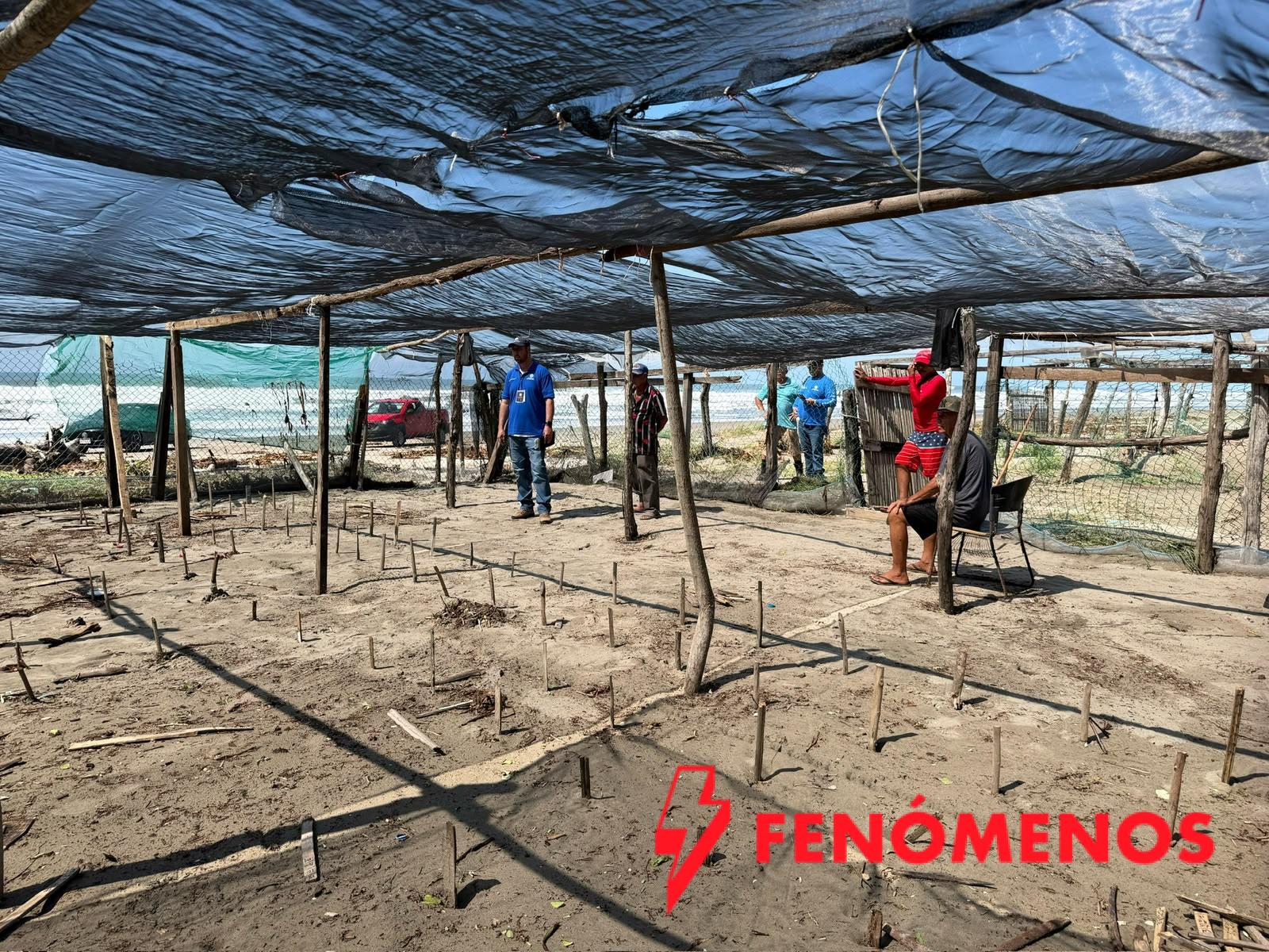Nacen las primeras crías de tortuga marina tras el paso de los huracanes en costas michoacanas
