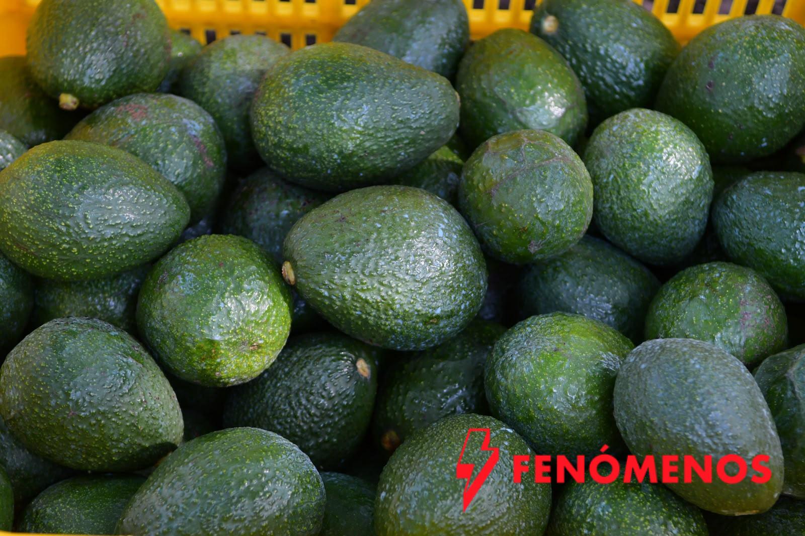 Certificado Laboral para la Agroexportación protege derechos de jornaleros del aguacate