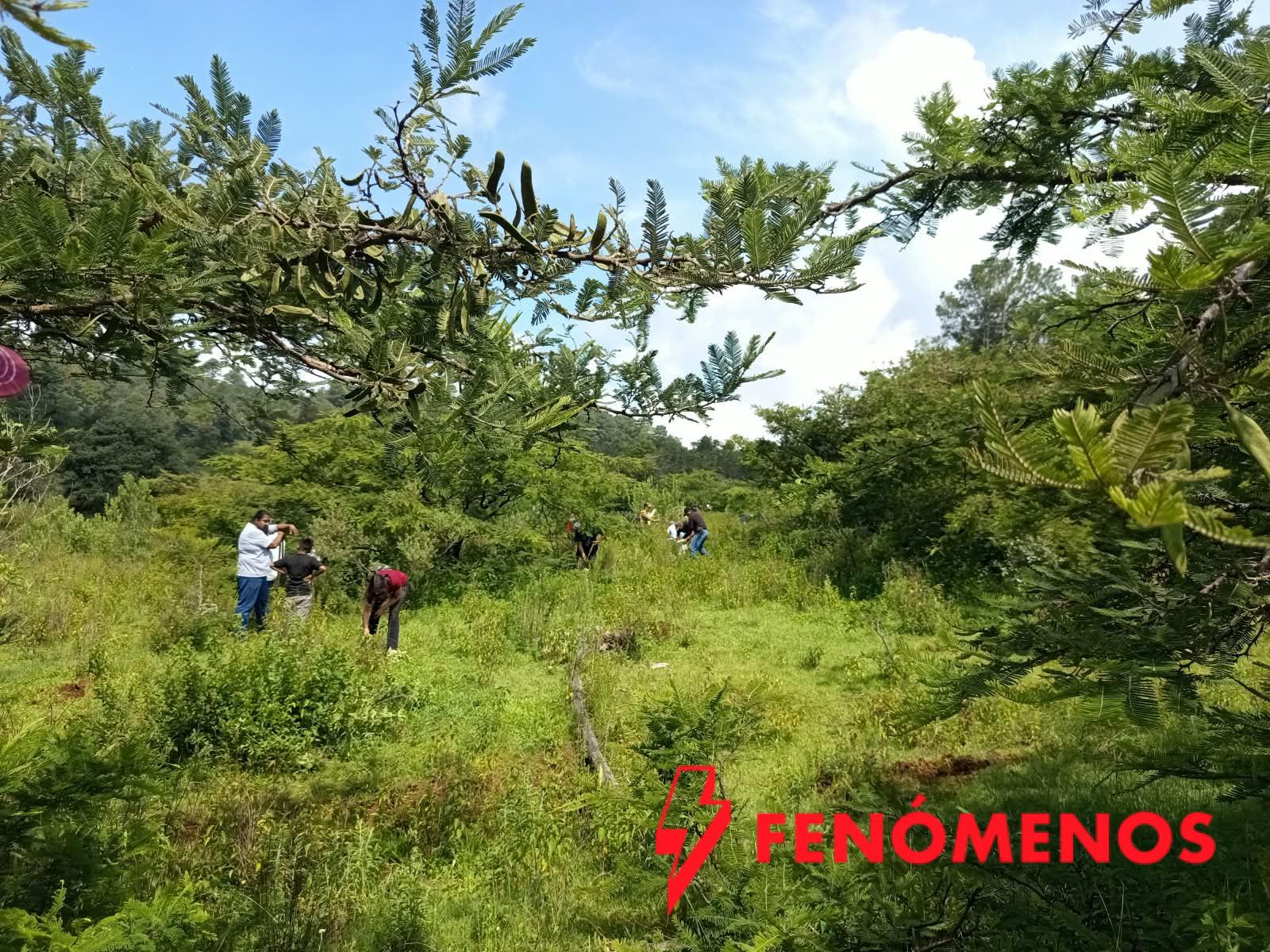 Michoacán triplica superficie de conservación forestal; más de 212 mil hectáreas protegidas