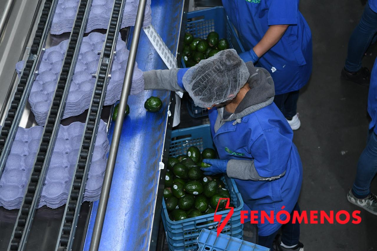 ¿Exportas aguacate? Tienes que tramitar el Certificado Laboral para la Agroexportación